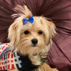 Meet your Posher, Kristen